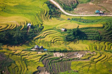 Vietnam 'da Sapa yakınlarında teraslı pirinç tarlası..