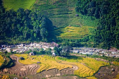 Vietnam 'da Sapa yakınlarında teraslı pirinç tarlası..