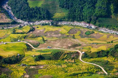 Vietnam 'da Sapa yakınlarında teraslı pirinç tarlası..