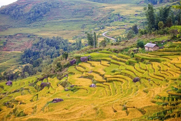 Terraço Paisagem Campo Arroz Perto Sapa Vietnã — Fotografia de Stock