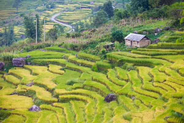 Terraço Paisagem Campo Arroz Perto Sapa Vietnã — Fotografia de Stock