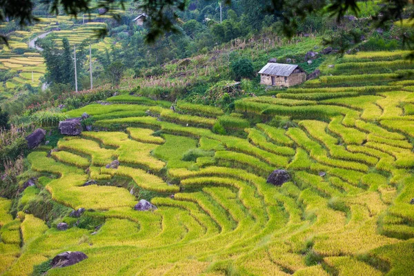 Terraced Krajobraz Pola Ryżowego Pobliżu Sapa Wietnamie — Zdjęcie stockowe