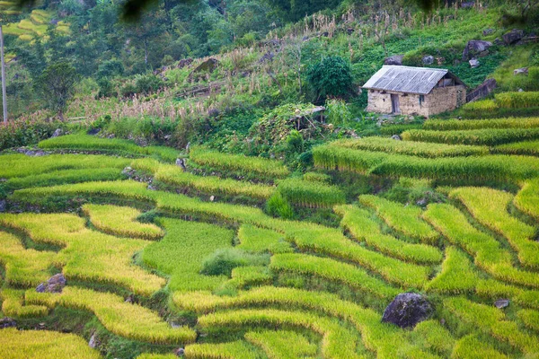 Террасный Ландшафт Рисового Поля Возле Сапы Вьетнаме — стоковое фото