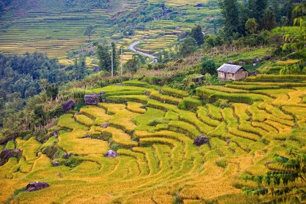 Terraced Krajobraz Pola Ryżowego Pobliżu Sapa Wietnamie — Zdjęcie stockowe