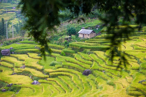 Vietnam 'da Sapa yakınlarında teraslı pirinç tarlası..