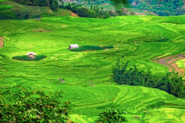 Vietnam 'da Sapa yakınlarında teraslı pirinç tarlası..
