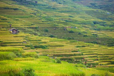 Vietnam 'da Sapa yakınlarında teraslı pirinç tarlası..