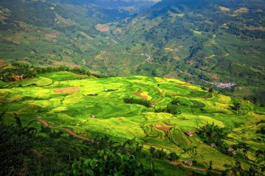 Vietnam 'da Sapa yakınlarında teraslı pirinç tarlası..