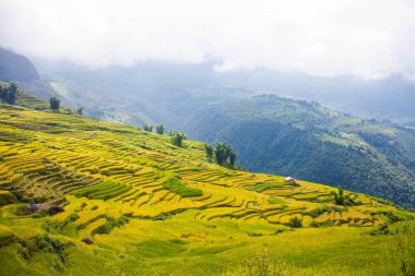 Vietnam 'da Sapa yakınlarında teraslı pirinç tarlası..