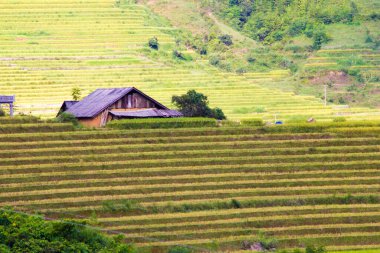 Vietnam 'da Sapa yakınlarında teraslı pirinç tarlası..