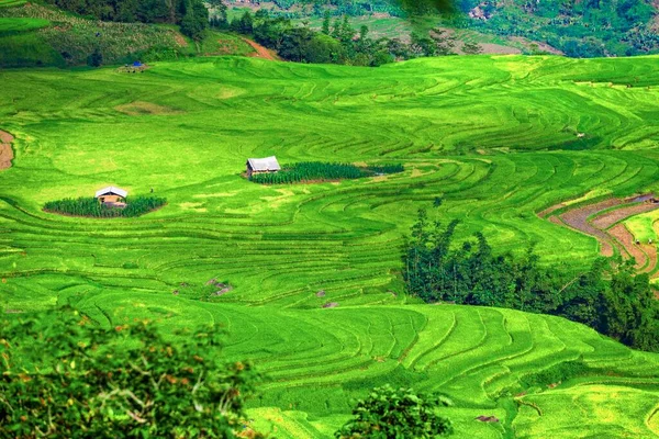 Terasovitá Rýžová Pole Poblíž Sapa Vietnamu — Stock fotografie