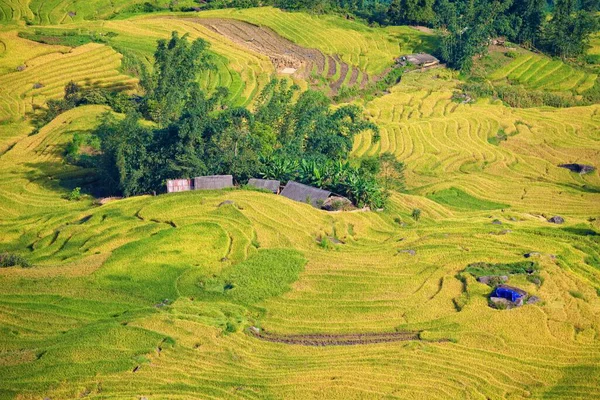 Terraced Τοπίο Τομέα Ρυζιού Κοντά Sapa Στο Βιετνάμ — Φωτογραφία Αρχείου