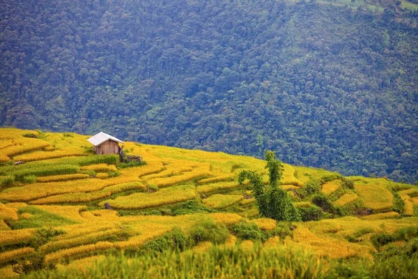 Terasovitá Rýžová Pole Poblíž Sapa Vietnamu — Stock fotografie