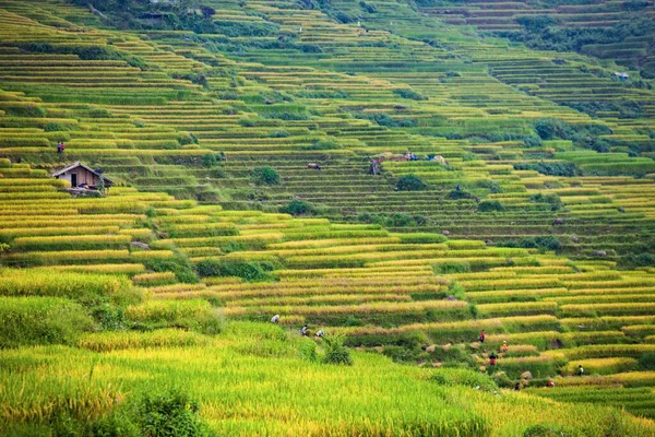 Terraço Paisagem Campo Arroz Perto Sapa Vietnã — Fotografia de Stock