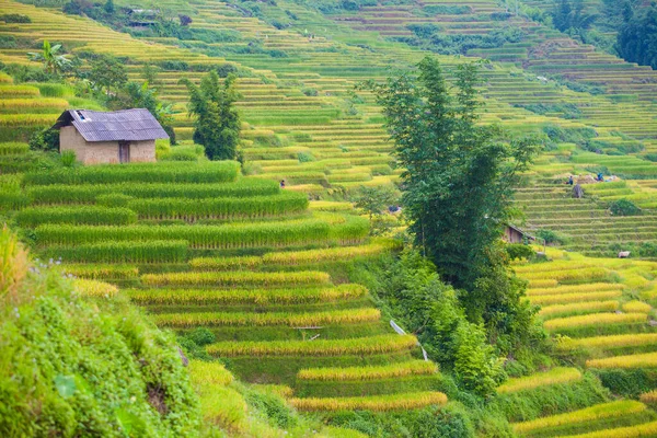 Vietnam 'da Sapa yakınlarında teraslı pirinç tarlası..