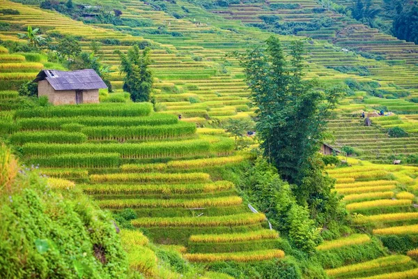 Terasovitá Rýžová Pole Poblíž Sapa Vietnamu — Stock fotografie