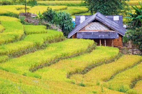 Terasz Rizsföld Táj Közelében Sapa Vietnamban — Stock Fotó