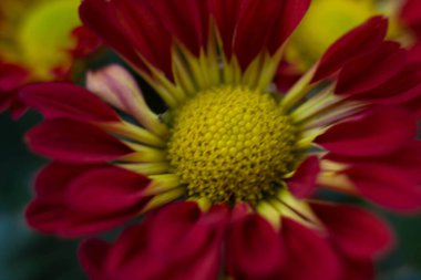 Beyaz arka planda bir buket sarı kasımpatı. Beyaz arka planda sarı çiçekler. Beyaz arka planda sarı kasımpatı saksısı. 8 Mart ve Anneler Günü için bir buket kasımpatı..