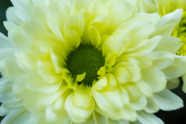 Bouquet Von Gelben Chrysanthemen Auf Weißem Hintergrund Gelbe Blumen Auf — Stockfoto