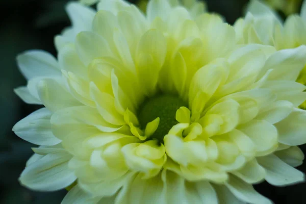 Ramo Crisantemos Amarillos Sobre Fondo Blanco Flores Amarillas Sobre Fondo —  Fotos de Stock