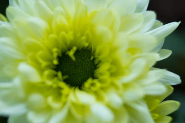 Bouquet Von Gelben Chrysanthemen Auf Weißem Hintergrund Gelbe Blumen Auf — Stockfoto