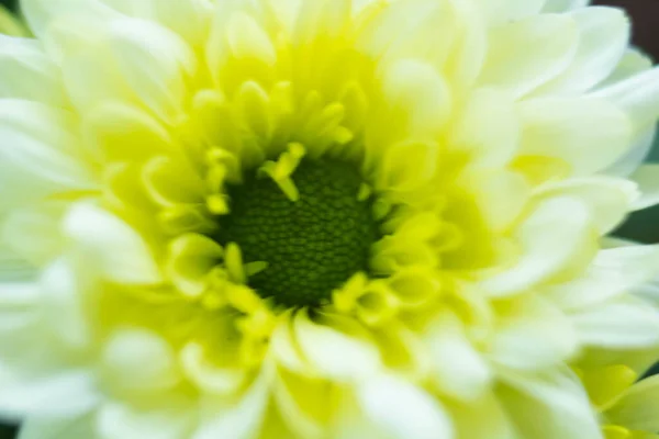 Bouquet Von Gelben Chrysanthemen Auf Weißem Hintergrund Gelbe Blumen Auf — Stockfoto