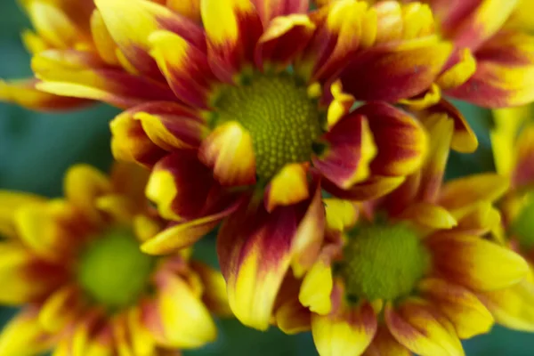 Bouquet Von Gelben Chrysanthemen Auf Weißem Hintergrund Gelbe Blumen Auf — Stockfoto