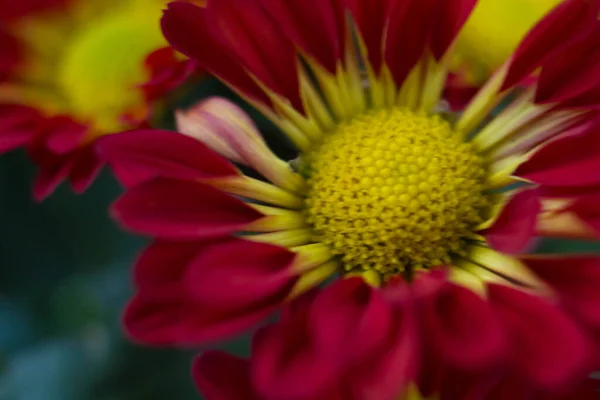 stock image Bouquet of yellow chrysanthemums on a white background. Yellow flowers on a white background. Flowerpot of yellow chrysanthemums on a white background. Bouquet of chrysanthemums for March 8 and Mothers Day.