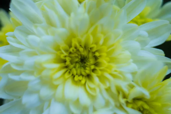 Bouquet Von Gelben Chrysanthemen Auf Weißem Hintergrund Gelbe Blumen Auf — Stockfoto