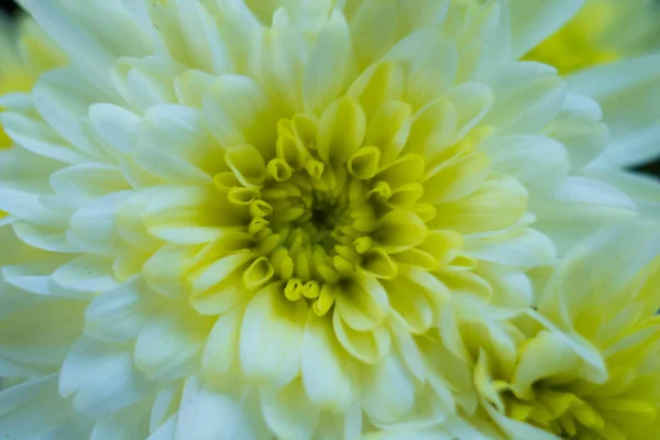 Bouquet Von Gelben Chrysanthemen Auf Weißem Hintergrund Gelbe Blumen Auf — Stockfoto