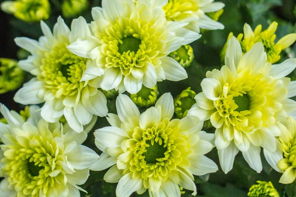 白い背景に黄色の菊の花束 白い背景に黄色い花を咲かせます 白い背景に黄色の菊の花のポット 3月8日と母の日の菊の花束 — ストック写真