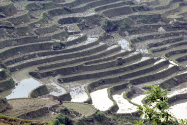 Laocai Vietnam 18 Nisan 2015 Vietnam çeltik tarlaları, teras kültürü, Sapa, Vietnam