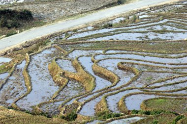 Laocai Vietnam 18 Nisan 2015 Vietnam çeltik tarlaları, teras kültürü, Sapa, Vietnam