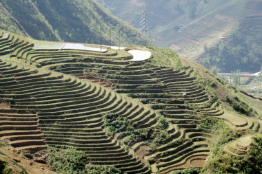 Laocai Vietnam 18 Nisan 2015 Vietnam çeltik tarlaları, teras kültürü, Sapa, Vietnam