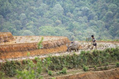Laocai Vietnam 18 Nisan 2015 Vietnam çeltik tarlaları, teras kültürü, Sapa, Vietnam