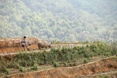 Man and ffalo tiller Rice teras from sapa vietnam