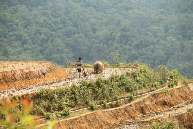 Man and ffalo tiller Rice teras from sapa vietnam