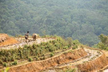 Man and ffalo tiller Rice teras from sapa vietnam