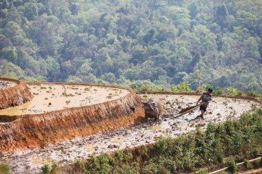 Man and ffalo tiller Rice teras from sapa vietnam