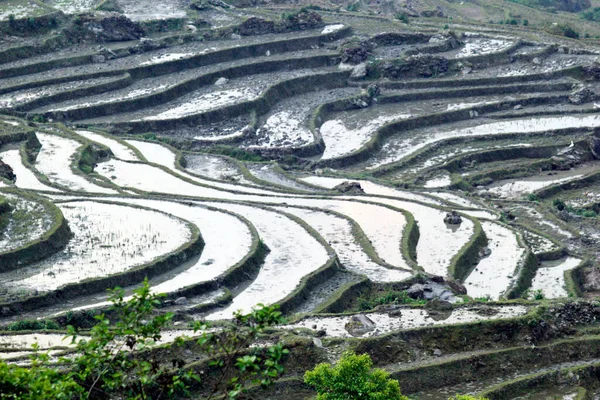 2015 Laocai Vietnam April 2015 Vietnam Paddy Fields Terraded Culture — 스톡 사진