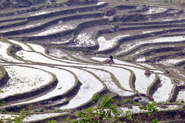 Апреля 2015 Vietnam Paddy Fields Terraced Culture Sapa Vietnam — стоковое фото