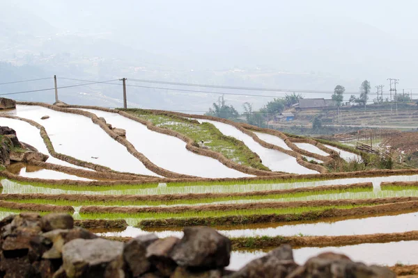 Laocai Vietnã Abril 2015 Vietnã Campos Paddy Cultura Terraços Sapa — Fotografia de Stock