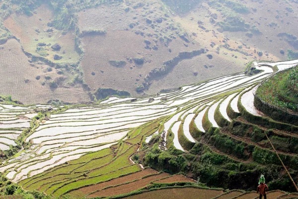 Laocai Vietnã Abril 2015 Vietnã Campos Paddy Cultura Terraços Sapa — Fotografia de Stock