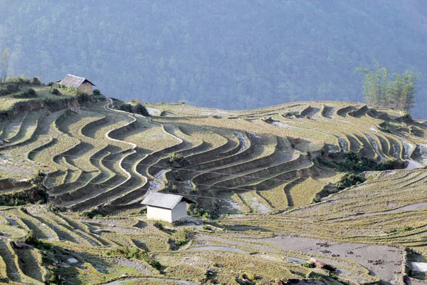 Апреля 2015 Vietnam Paddy Fields Terraced Culture Sapa Vietnam — стоковое фото