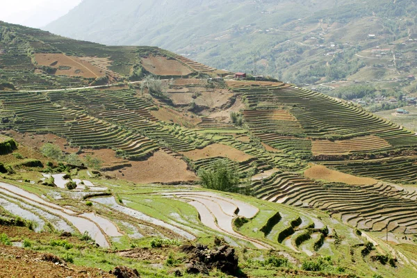 Апреля 2015 Vietnam Paddy Fields Terraced Culture Sapa Vietnam — стоковое фото