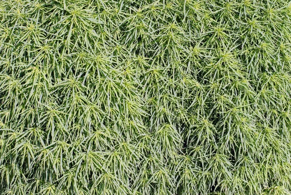 自然の緑の植物の背景 細い緑の葉の背景 — ストック写真