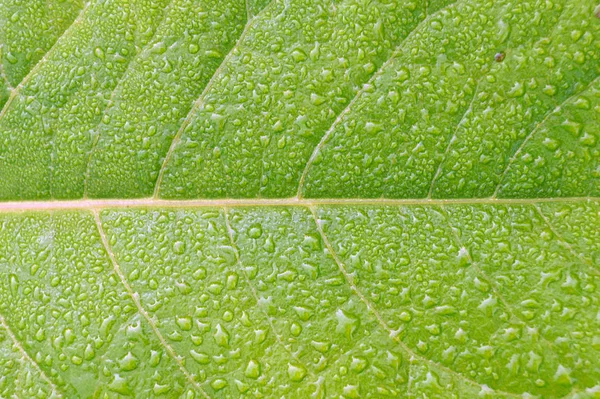 Groen Blad Met Dauw Druppels Voor Achtergrond Groen Blad Met — Stockfoto