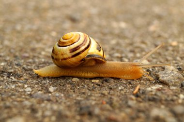 Üzüm salyangoz asfaltta kaynıyor. Küçük salyangoz asfalt yolda.