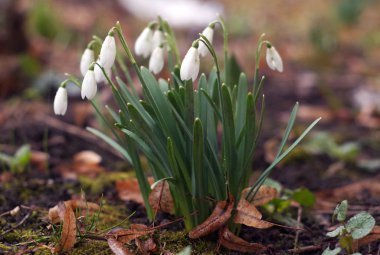 Su damla yağmur sonra beyaz kardelen. 