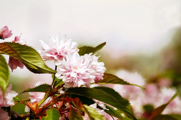 Sakura Japon kiraz çiçeği çiçek çiçek bahar sezonu — Stok fotoğraf